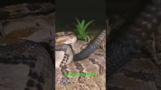 #shorts #crotalus #oklahoma Timber Rattlesnake using its rattle.