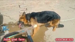 What happened to dog? | یہ کتے کو کیا ہو گیا | German shepherd dog @joyiaj