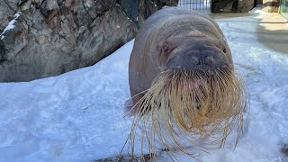 【鳥羽水族館】セイウチのツララちゃんと雪❄️