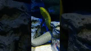 Mesmerizing sea creatures - Shy Eels .