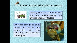 Insectos