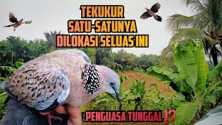 Satu-satunya Tekukur Penghuni Lokasi Seluas Ini, Berhasil Dibawa Pulang