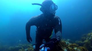 PB POLOCK , spearfishing Scotland's CLEAREST WATER (Episode 5)