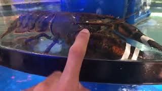 Fresh Fish to EAT | Hotel | Haikou | Trip to China