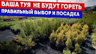 Ваша туя  не будут гореть - правильный выбор и посадка