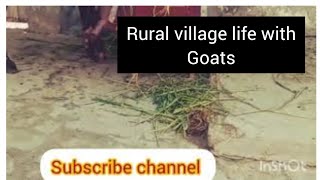 Enjoy natural rural life  in pakistan #punjab #rural #vlog #nature #viral #village #goat #asmr #psl