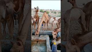 Crowd of camels are relaxing after drink. Water#viralvideo