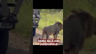 NUSURA MTALII ALIWE NA SIMBA