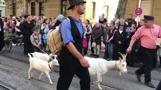 Stuttgarter Volksfestumzug 2018 in Bad Cannstatt mit dem Deckenpfronner Kuhgespann ...