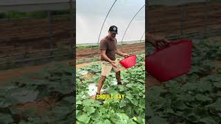 Growing Organic Cucumbers in Georgia #organicfarming #georgia #summer