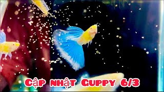 Cập nhật Guppy ngày 6/3/2023 | Khuyến mãi Koi red ear tuyển chọn