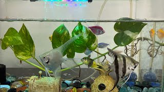 My aquarium with angel fish!