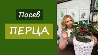 Посев перца