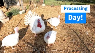 Turkey Processing Day!