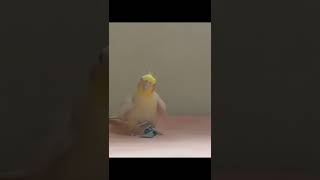 Funny Cockatiel Videos #cockatiel