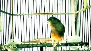 Canary Singing Birds Sounds at its best - Melodies Canary Bird Song - canary training song