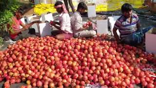 My farm pomegranate 2nd harvest