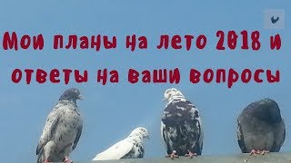 Мои планы о николаевских голубях на лето 2018 Ответы на ваши вопросы