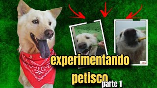 experimentando petisco diferente de cachorro🐾/ nova série do canal💚