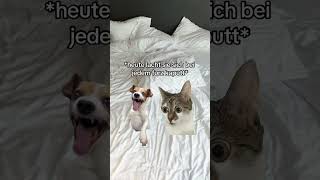 Freundin früher vs Jetzt #catmemes #beziehung #katzen