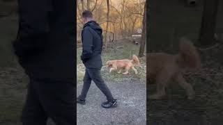 Winter Walk with Doodle #shorts #pittsburgh #dog #goldendoodle #doodle #cute #montourtrail #wAlk