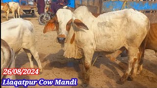 Liaqatpur Cow Mandi|26/08/2024|