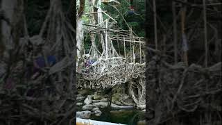 Living Root Bridge  #livingrootbridge  #unescoworldheritage #meghalaya #travel