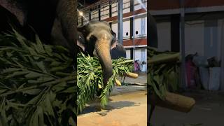 ഇത് ഒർജിനൽ ആണോ  🤔 #2024 #shortvideo #elephant #guruvayoor #temple