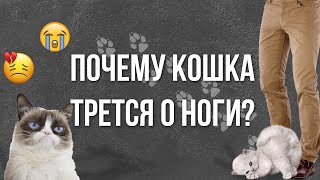 Почему кошка трется о ноги?