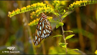 Crafting a Native Plant Shopping List You’ll Love