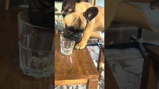 French Bulldog puppy climbs on the table and falls off!