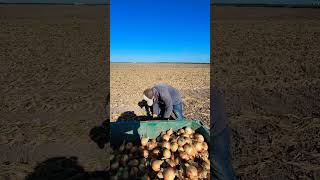 Cuando ya no tienes #miedo a nada   #viernes #onion #agricultura #parati