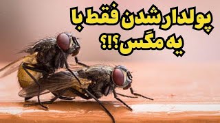 چگونه یک مگس باعث پولدار شدن یک شخص ایرانی شد