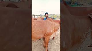 gir breeding farm || results of Kanhaiya gir Bull