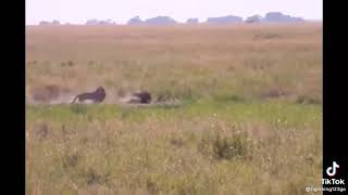 leopard hunting wild boar,