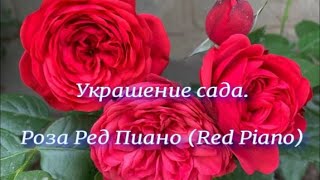 Украшение сада. Роза Ред Пиано (Red Piano). Питомник растений Е. Иващенко