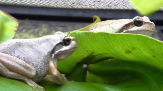 Fly feast - 3 very excited litoria ewingii / southern brown tree frog /whistling tree frogs