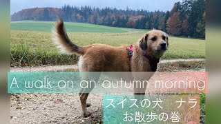 A walk on an autumn morning|秋麗あさの散歩 Part4