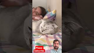 Cat funny shots #asmr #pets #viralvideo