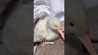 Kiwi Baby Bird #kiwi #birds #wildlife #cute #nature