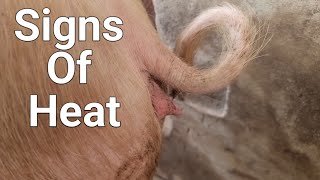 How to tell if your pig (sow or gilt) is on heat (Oestrus Cycle) - Is my pig in heat?