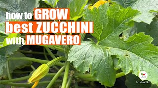 HOW to GROW best ZUCCHINI with Mugavero...