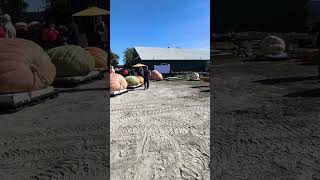 some giant pumpkins on show #toronto #chinatown #trending #viral #shortsviral #vlog #subscriber