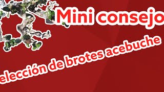 Mini consejo, Selección de brotes en los acebuches