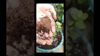 💯🔥"Grow🤯😱 Your😲 Own Lucky  at Home Easy Steps for Beginners #organicgardening #shortsfeed