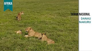 Indahnya Pemandangan Taman Nasional Danau Nakuru, Kenya