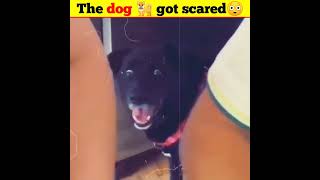 the dog 🐕 goat scared 😨 | interesting video | prank video | #shorts