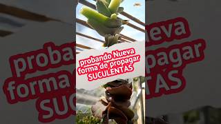 Propagación de suculentas por hoja