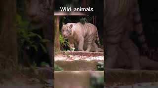 wildlife # wild animals #real  #natural #viral