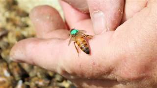 Marking Swarms Queens from Hive Two New Hives 2&5